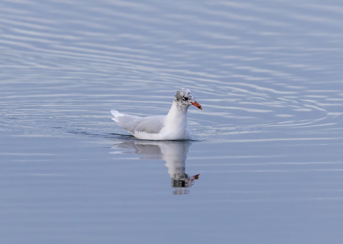 שחף שחור-ראש - ML647367901