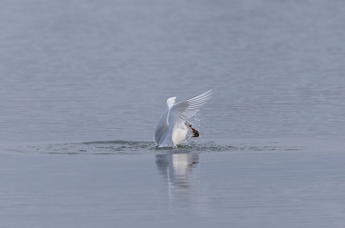 שחף שחור-ראש - ML647367902