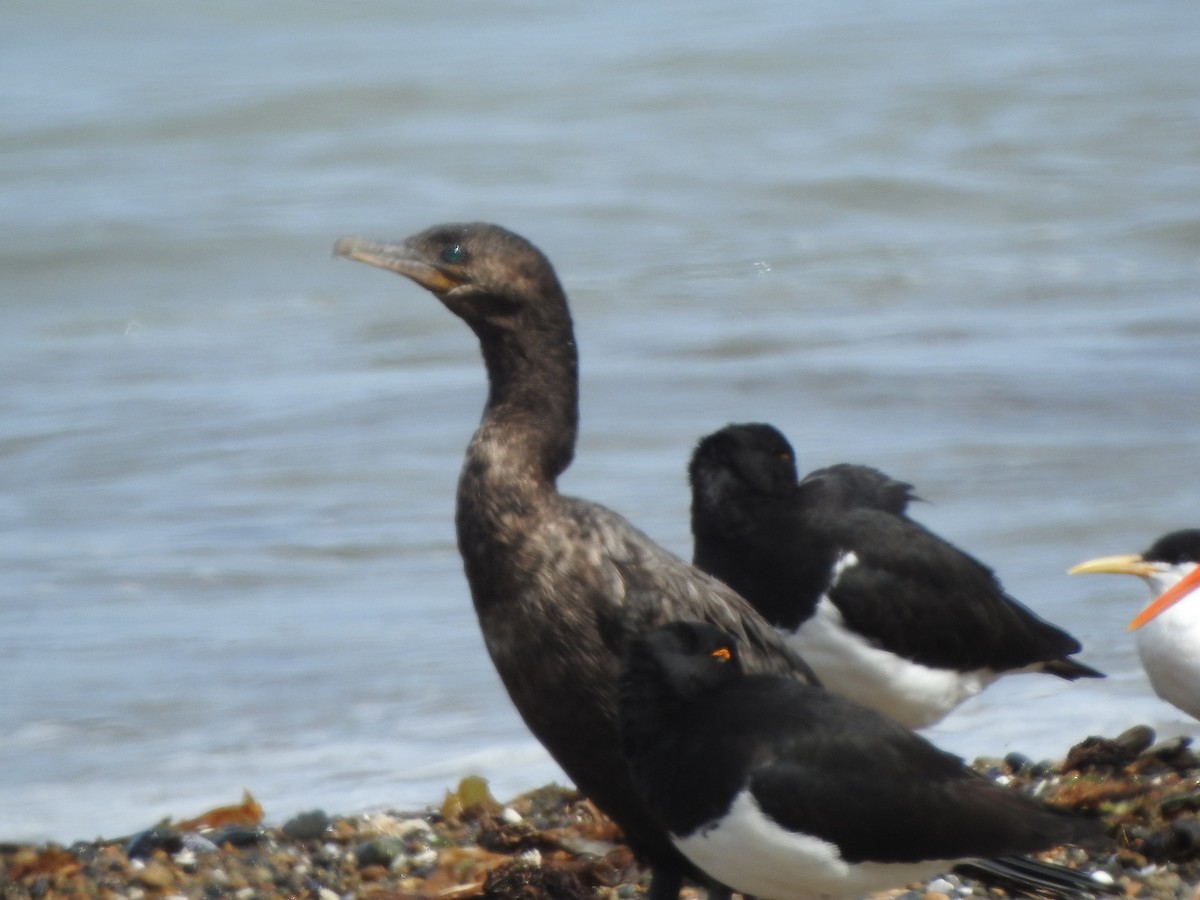 Neotropic Cormorant - ML647367903