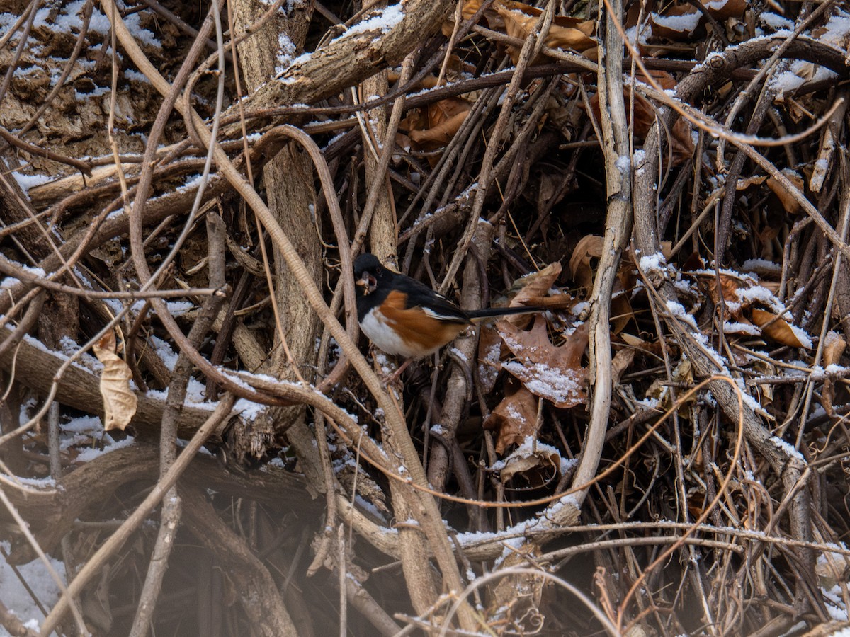 Eastern Towhee - ML647367906