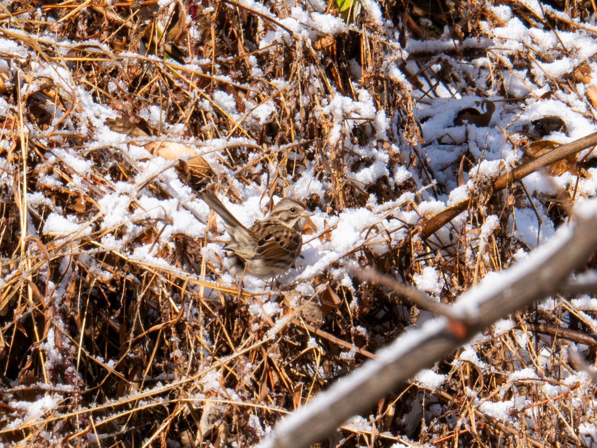 Song Sparrow - ML647367911