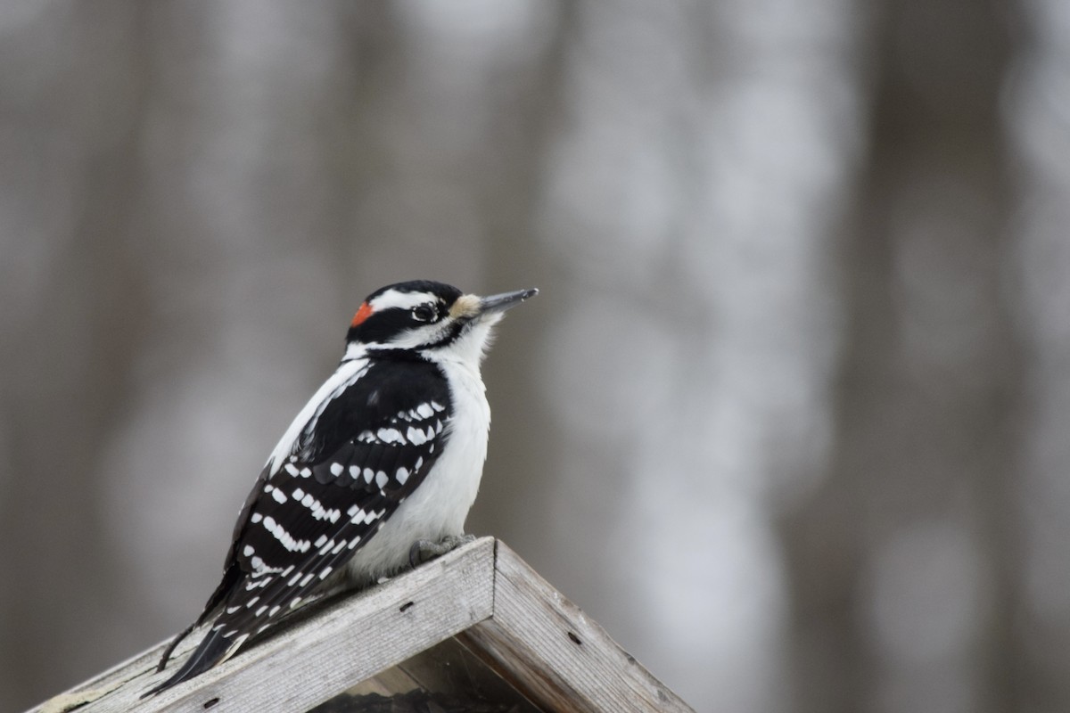 Hairy Woodpecker - ML647367918