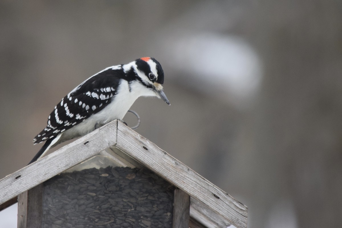 Hairy Woodpecker - ML647367919