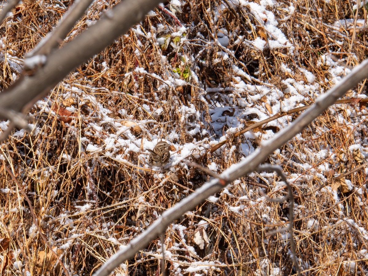 Song Sparrow - ML647367921