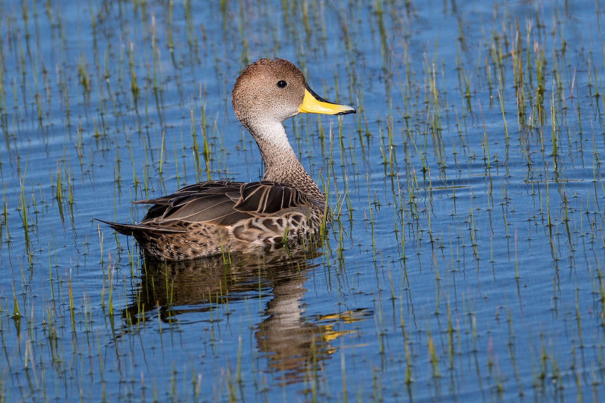 Yellow-billed Pintail (South American) - ML647367937