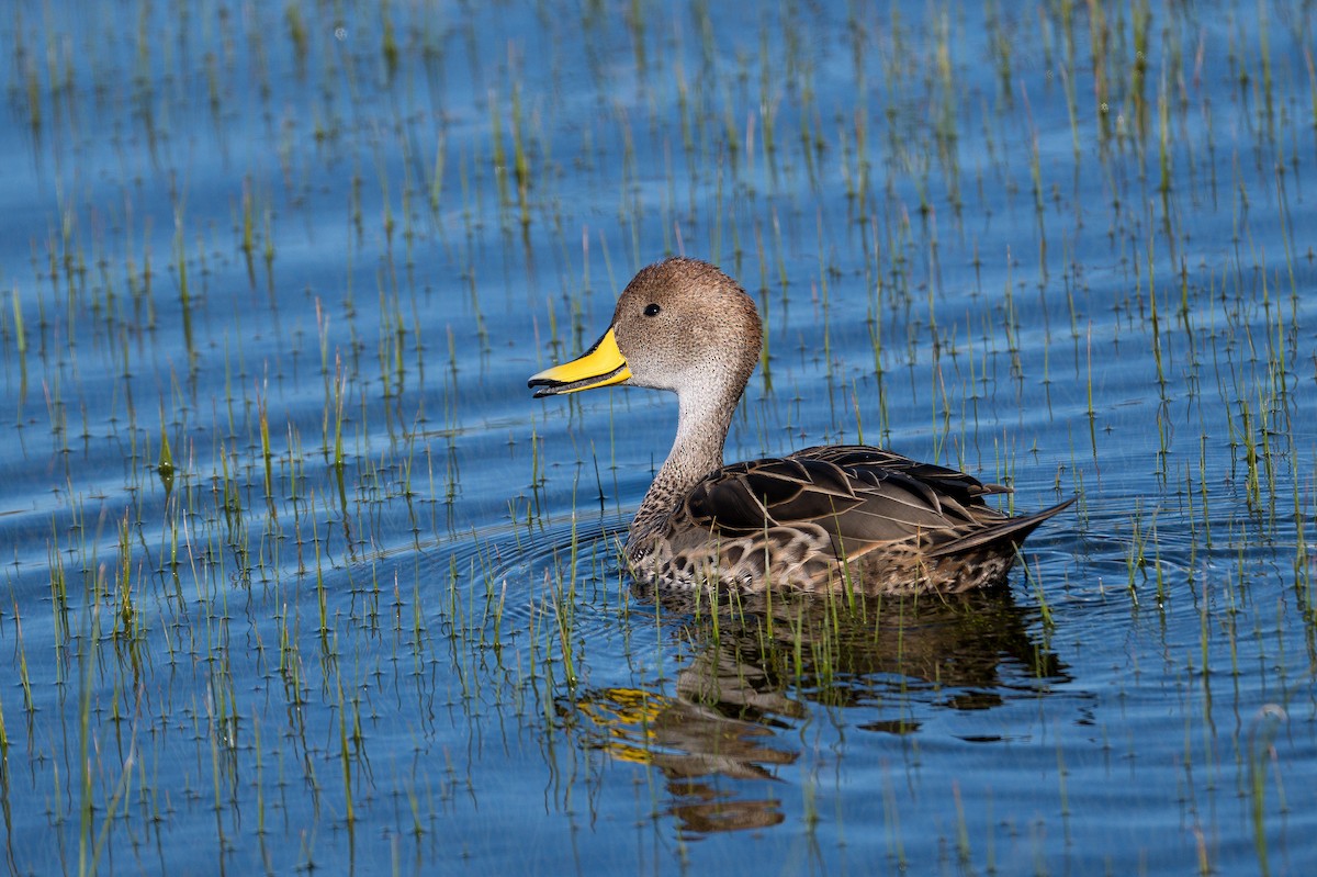 Yellow-billed Pintail (South American) - ML647367938