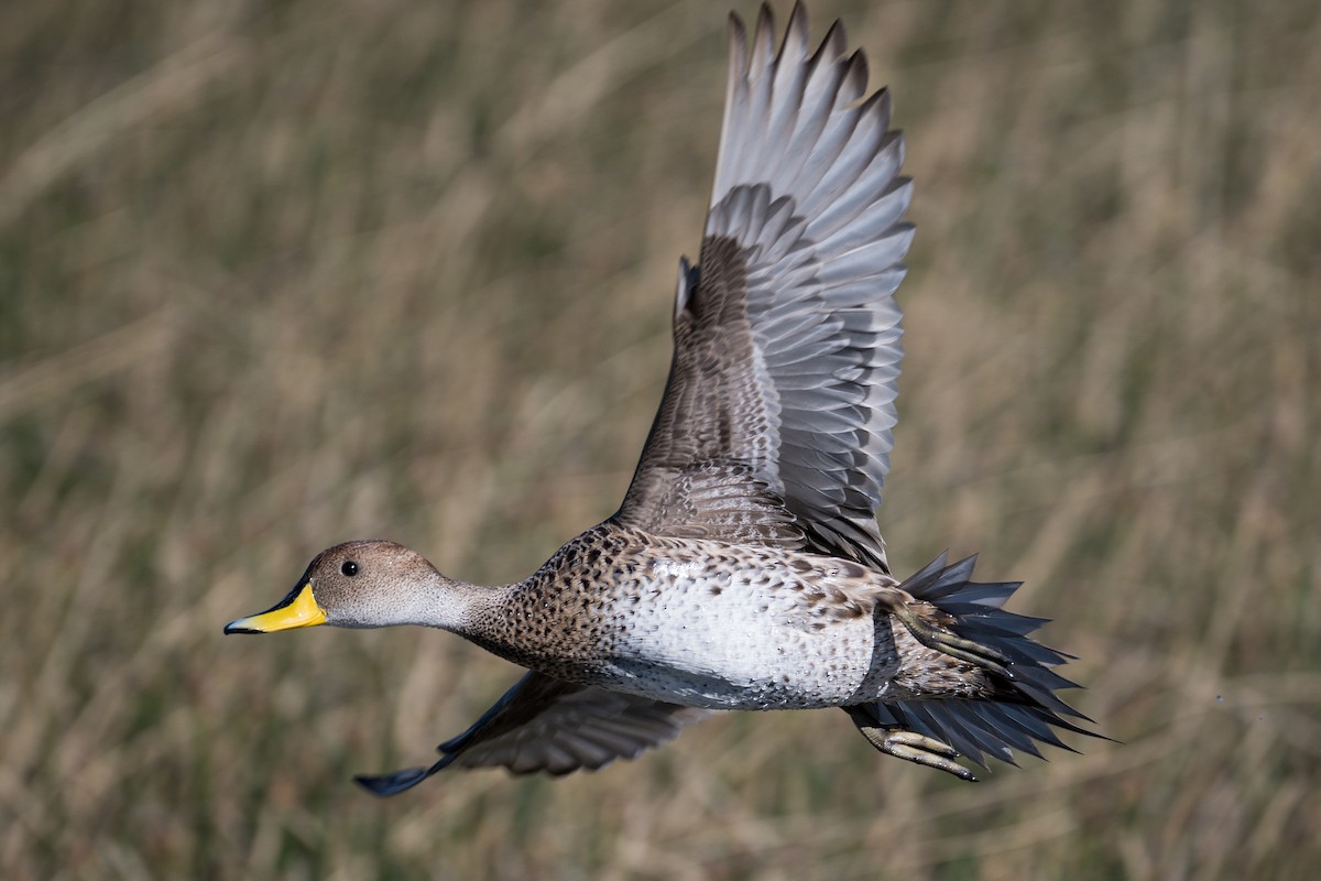 Yellow-billed Pintail (South American) - ML647367939
