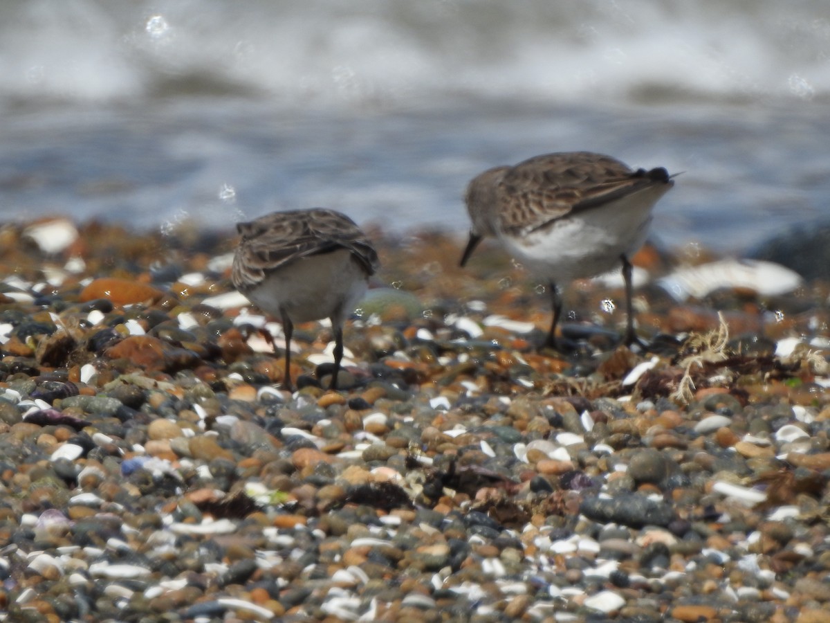 Бонапартов песочник - ML647367954