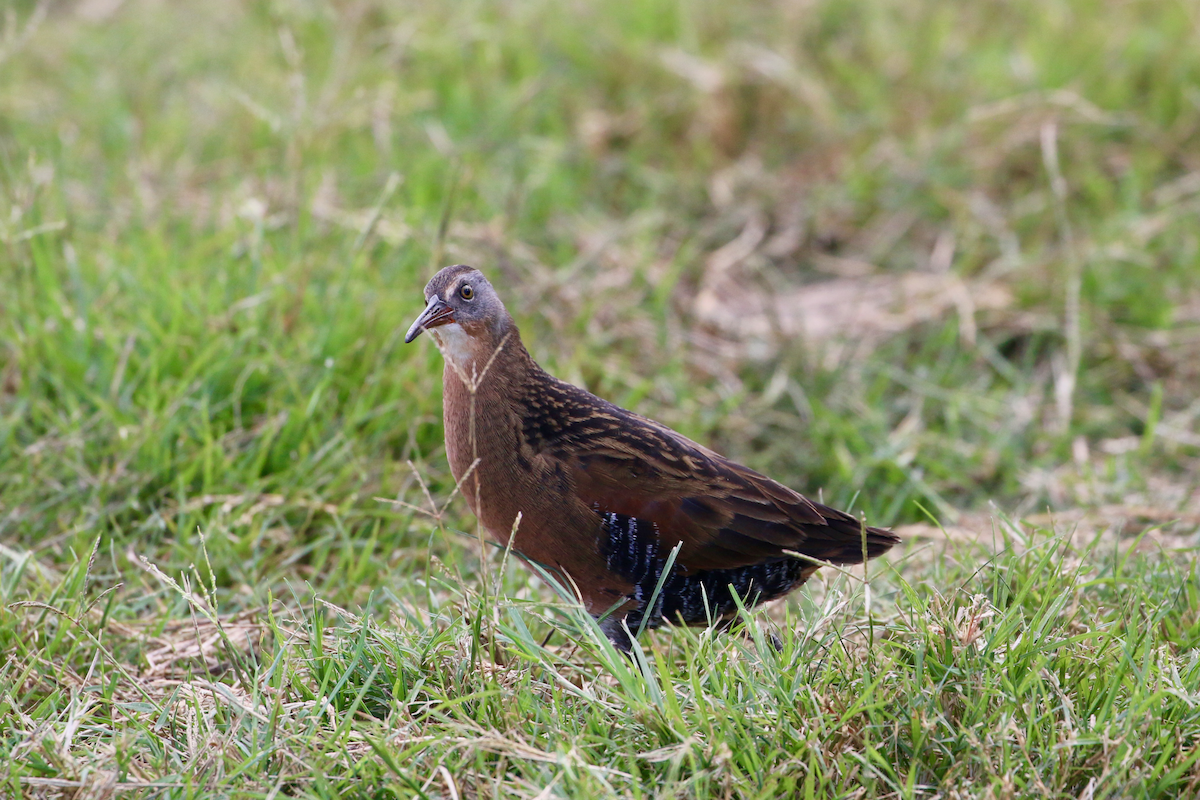 Virginia Rail - ML647367956
