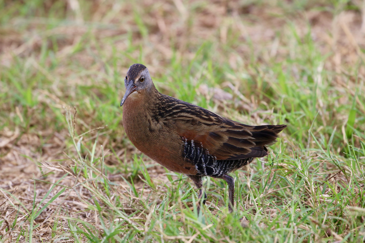Virginia Rail - ML647367957