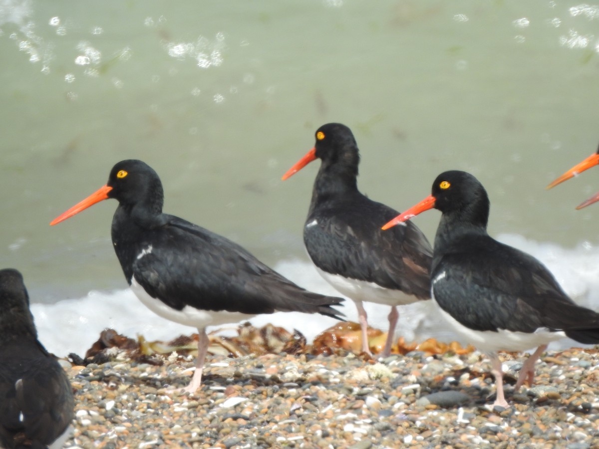Magellanic Oystercatcher - ML647367993