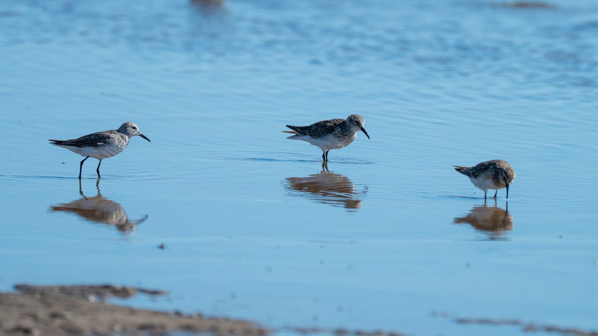Бонапартов песочник - ML647367996