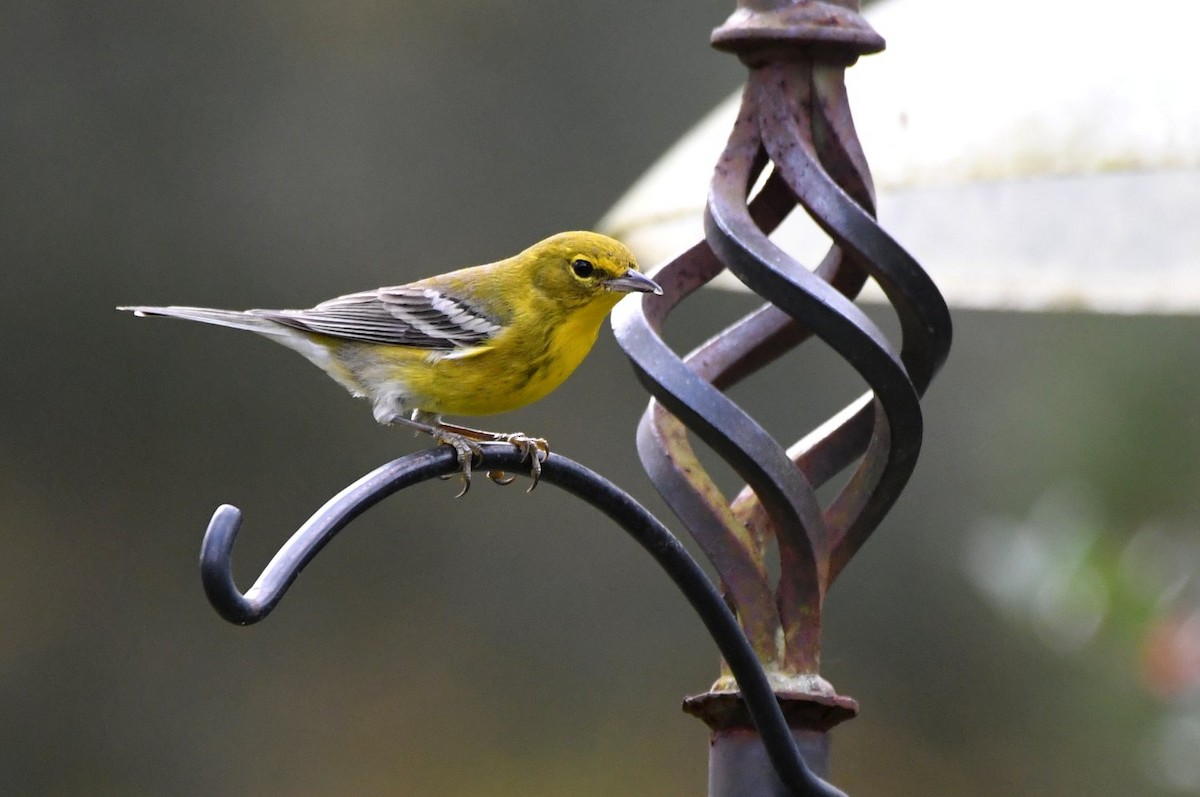 Paruline des pins - ML647368004