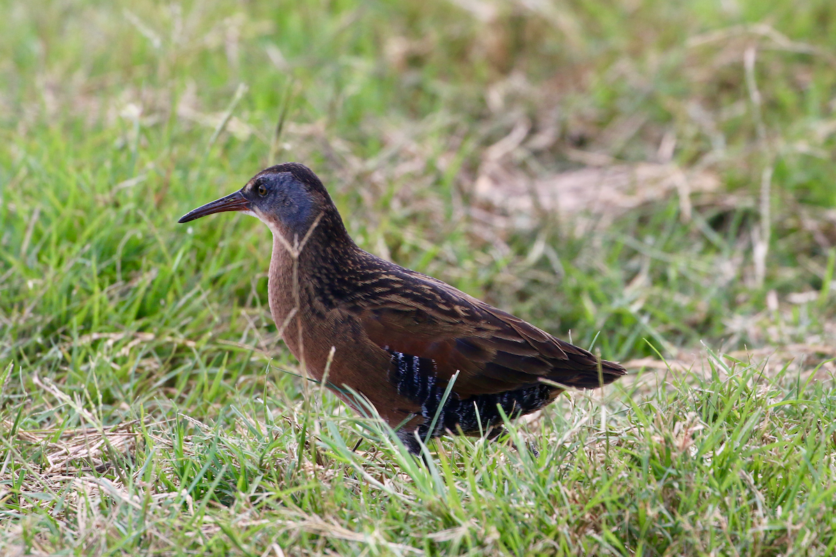 Virginia Rail - ML647368006