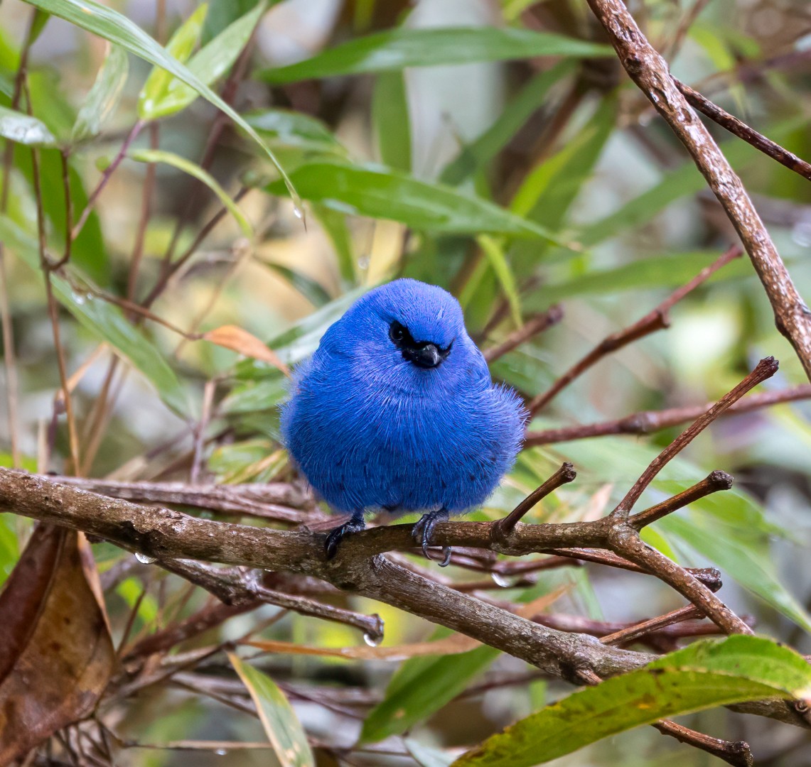Blue-and-black Tanager - ML647368007