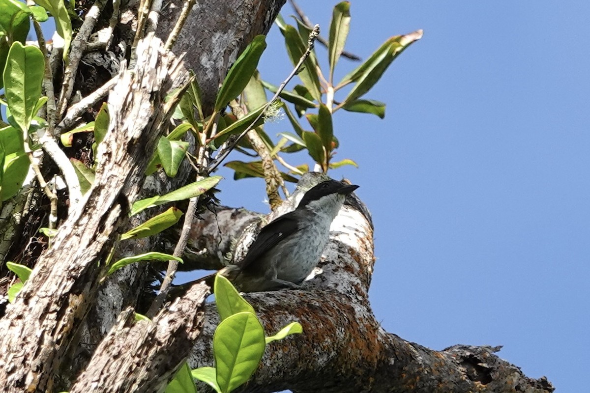 Puerto Rican Tanager - ML647368015