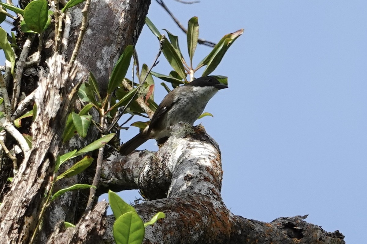 Puerto Rican Tanager - ML647368016