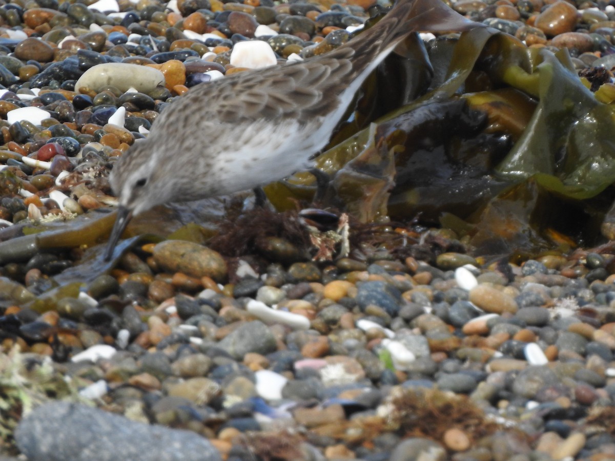 Бонапартов песочник - ML647368028