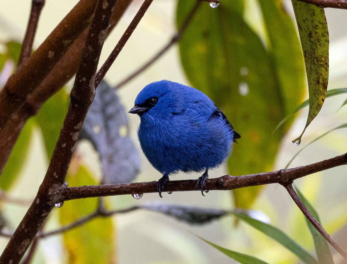 Blue-and-black Tanager - ML647368033