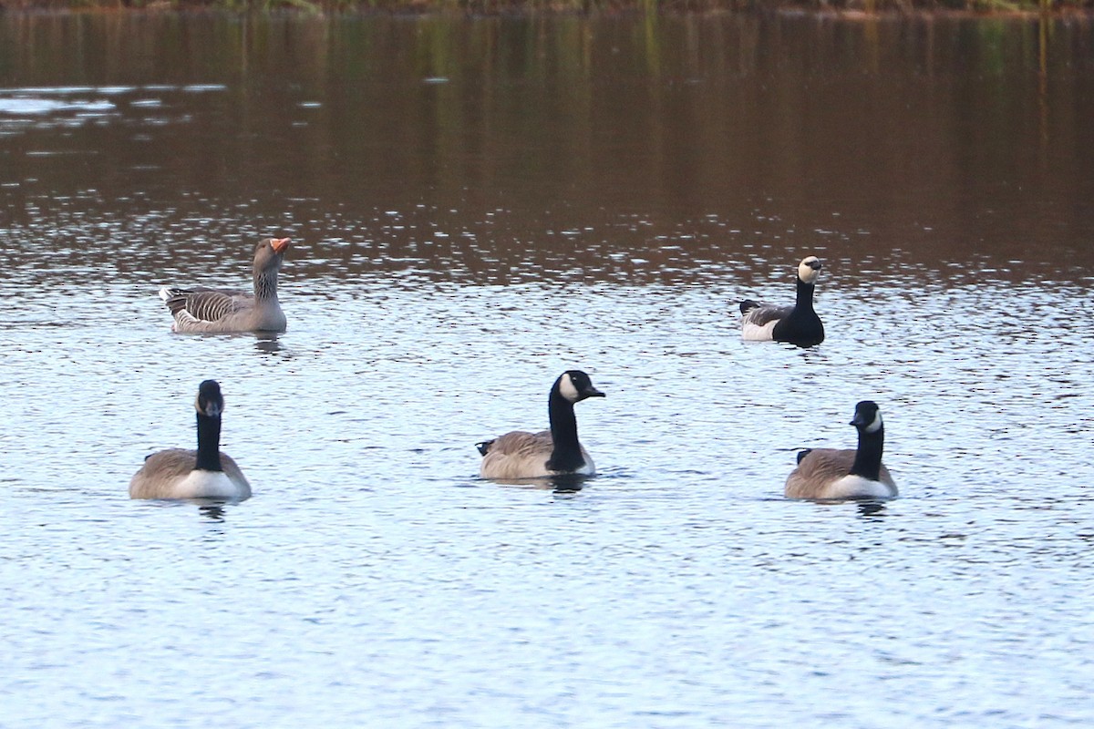 אווז אפור - ML647368039