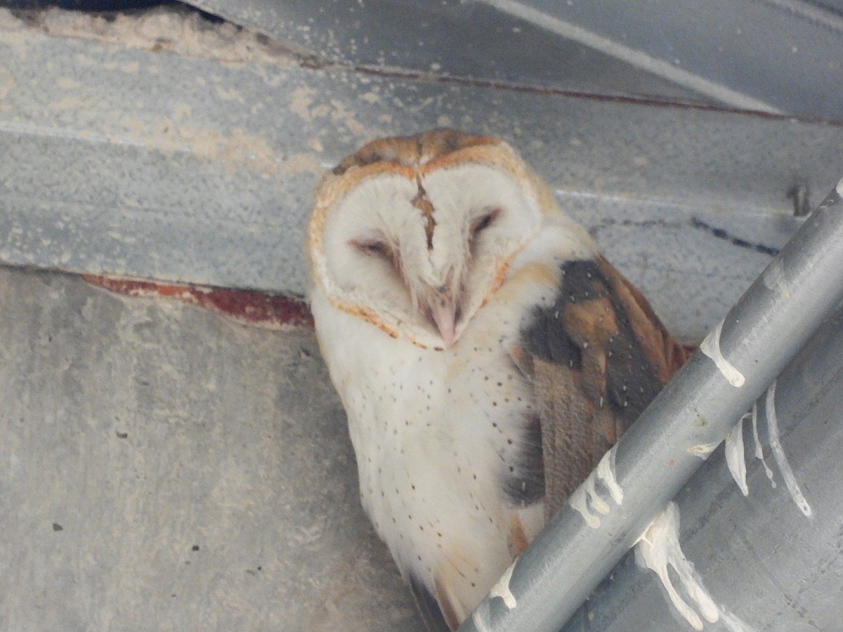 Amerikaschleiereule - ML647368040