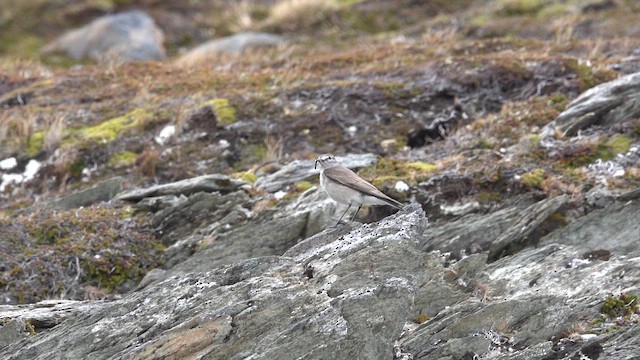 Ochre-naped Ground-Tyrant - ML647368047