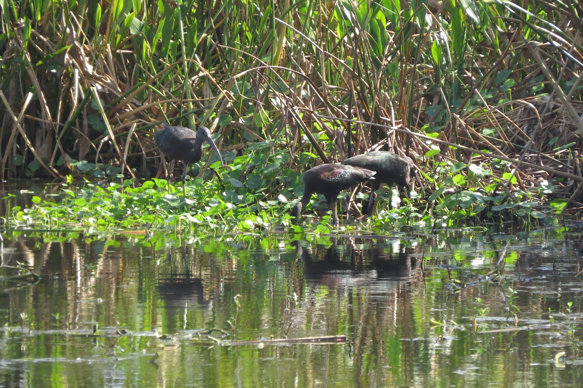 Glossy Ibis - ML647368051
