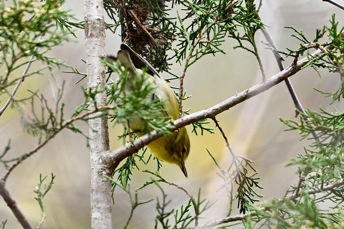 Paruline des pins - ML647368058