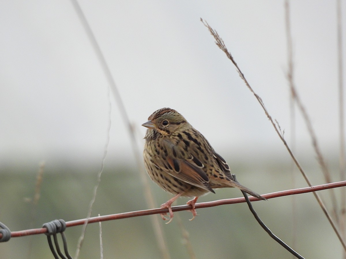 Lincoln's Sparrow - ML647368064