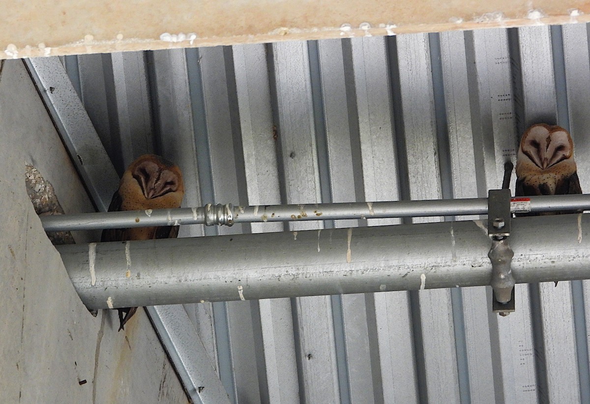 Amerikaschleiereule - ML647368066