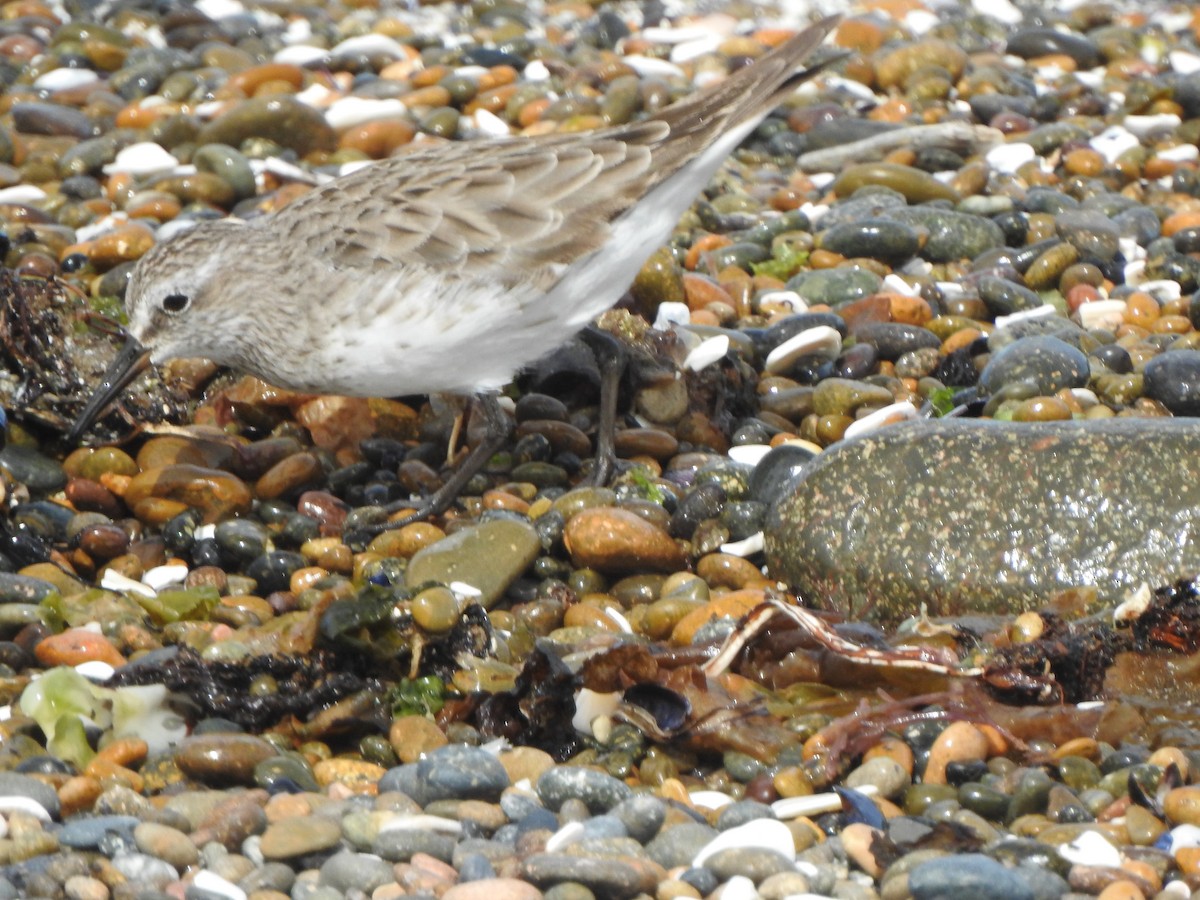 Бонапартов песочник - ML647368069