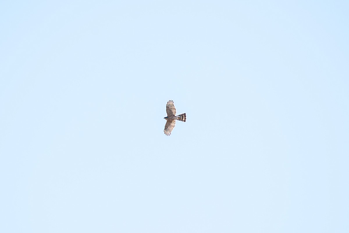 Cooper's Hawk - ML647368076