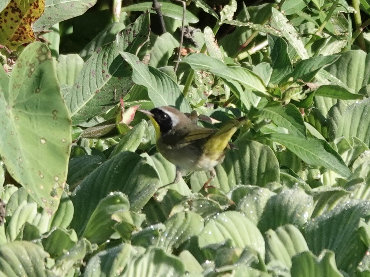 Common Yellowthroat - ML647368077