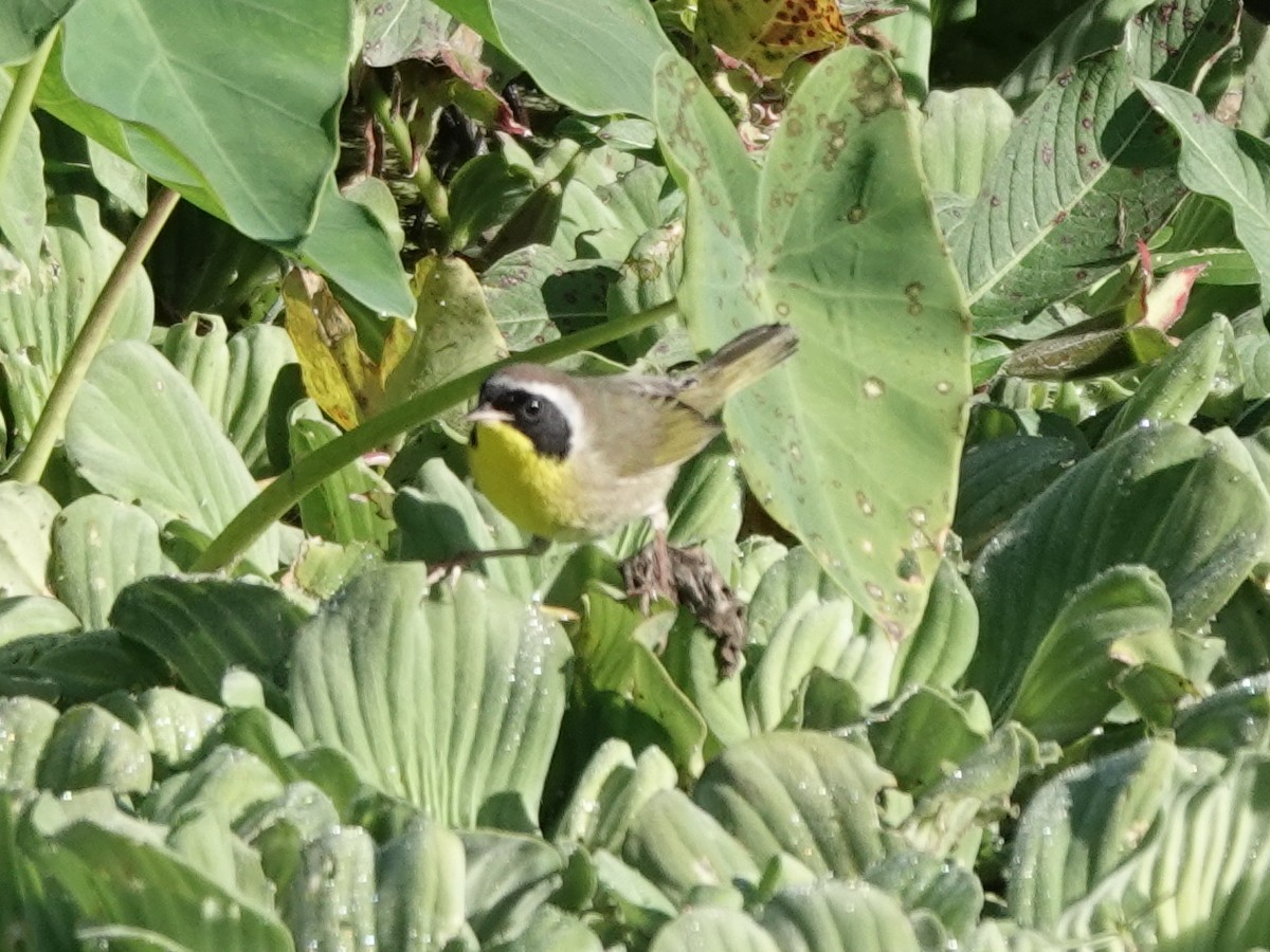 Common Yellowthroat - ML647368078