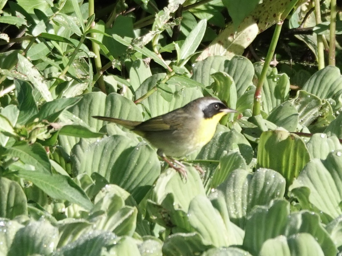 Common Yellowthroat - ML647368079