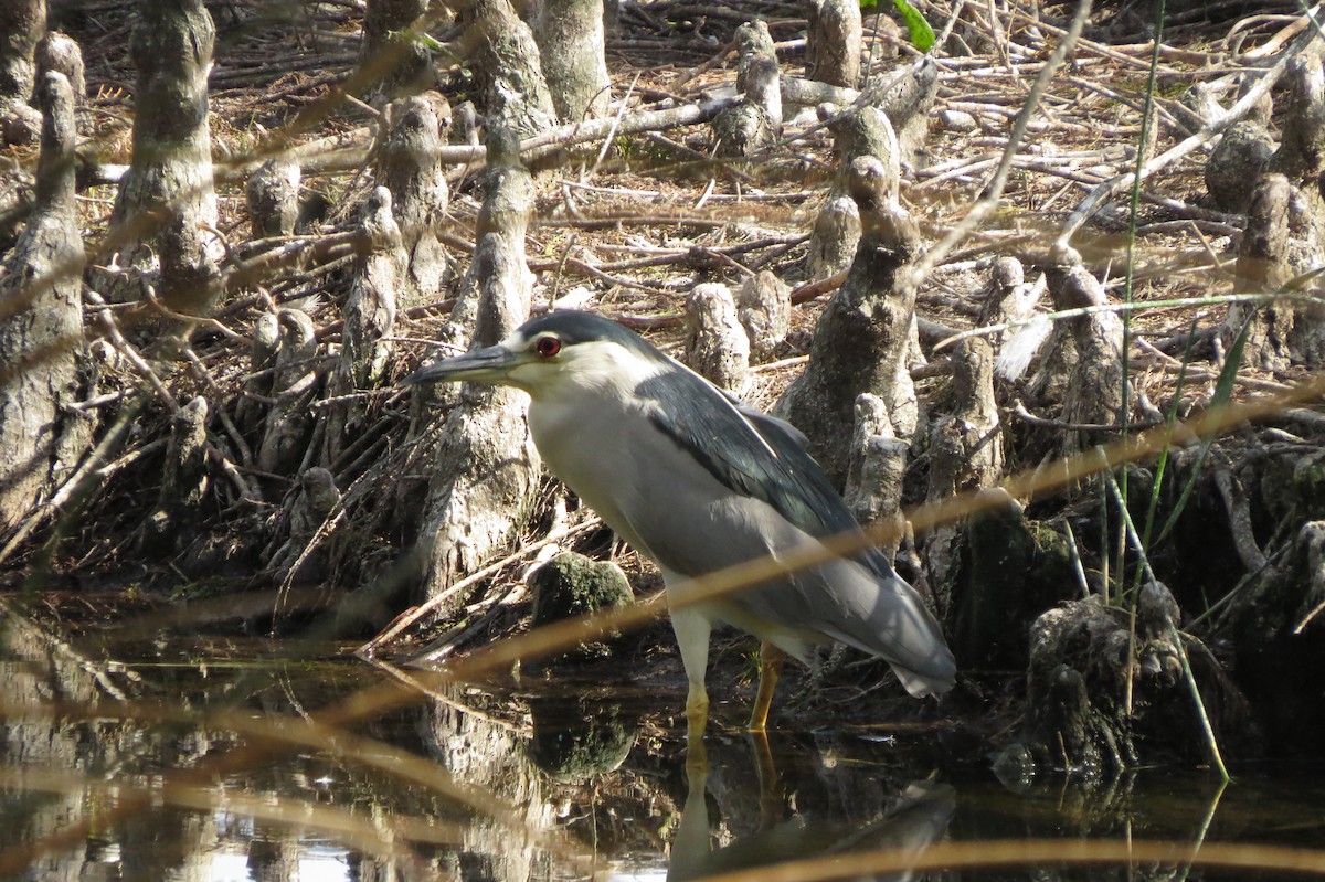 Black-crowned Night Heron - ML647368083