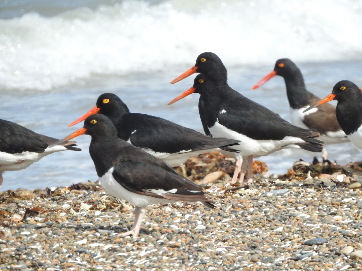 Magellanic Oystercatcher - ML647368087