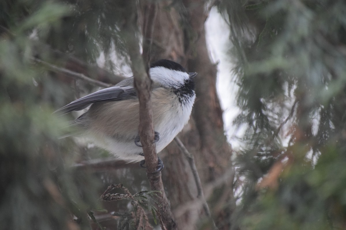 Amerika Baştankarası - ML647368091