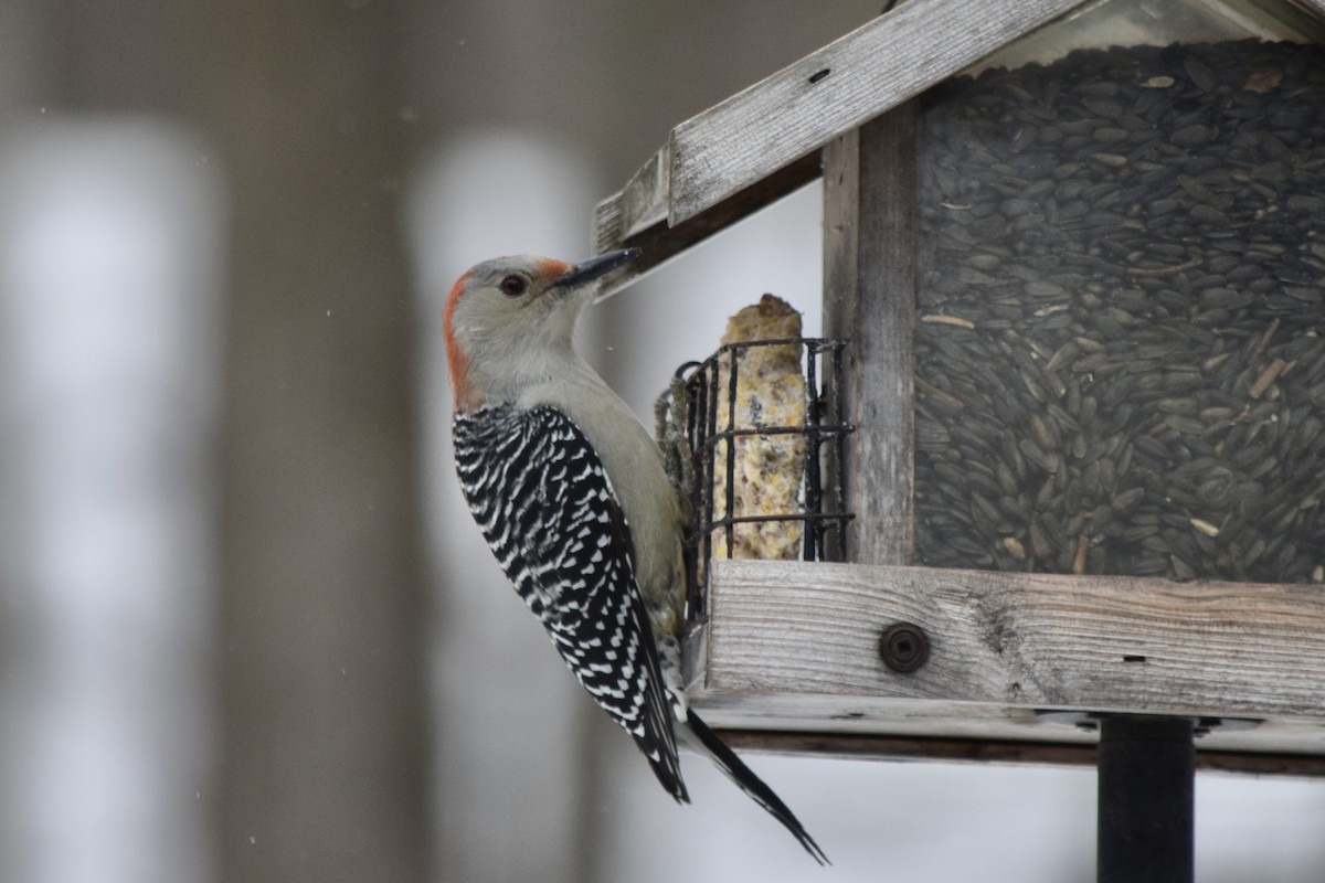 Red-bellied Woodpecker - ML647368094