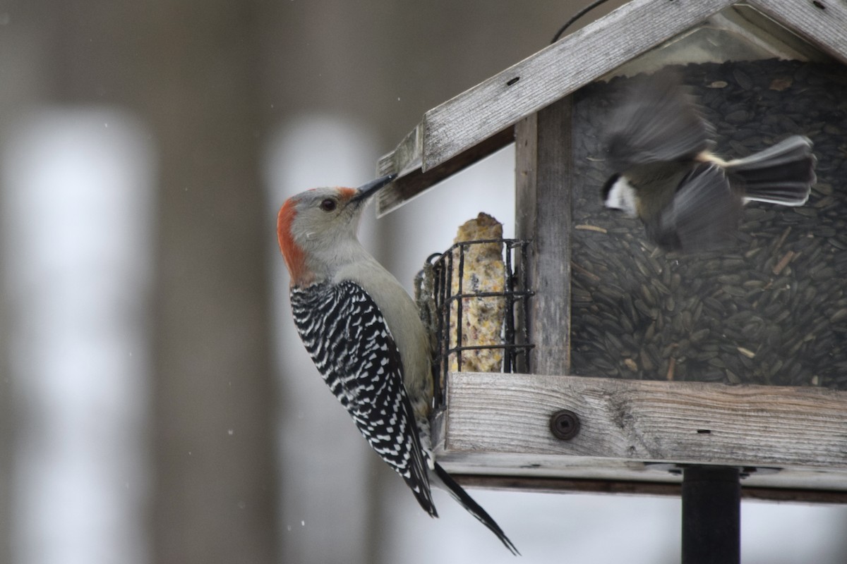 Red-bellied Woodpecker - ML647368095