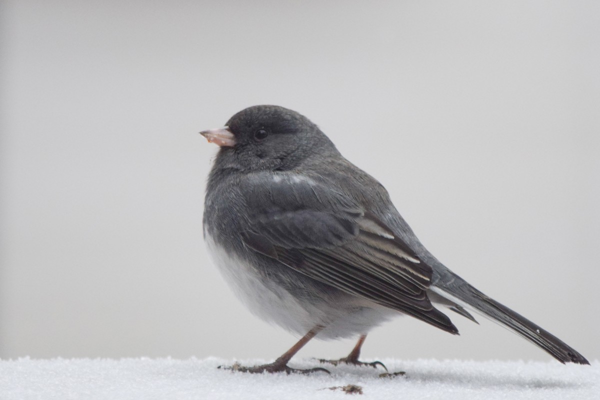 Dark-eyed Junco - ML647368099