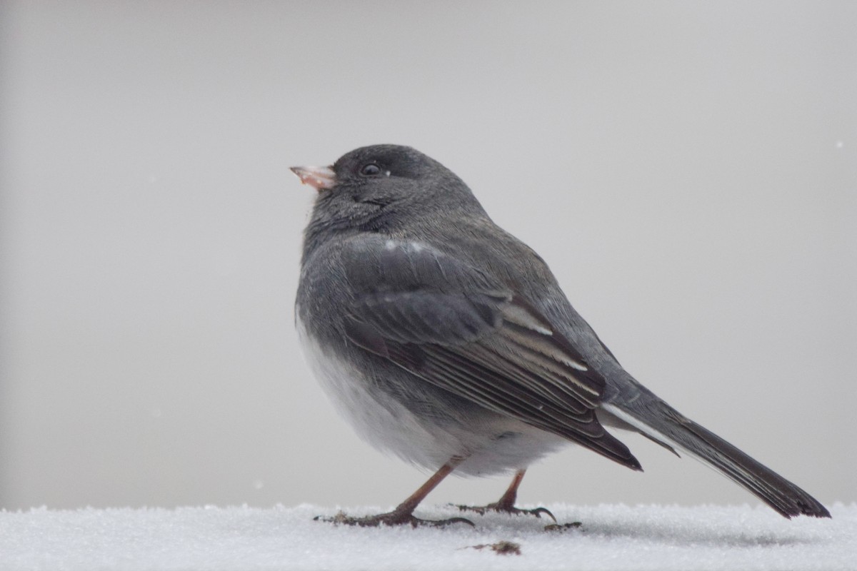 Dark-eyed Junco - ML647368100