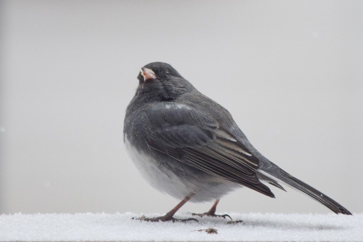 Dark-eyed Junco - ML647368101