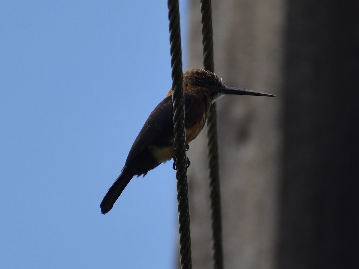 Brown Jacamar - ML647368128