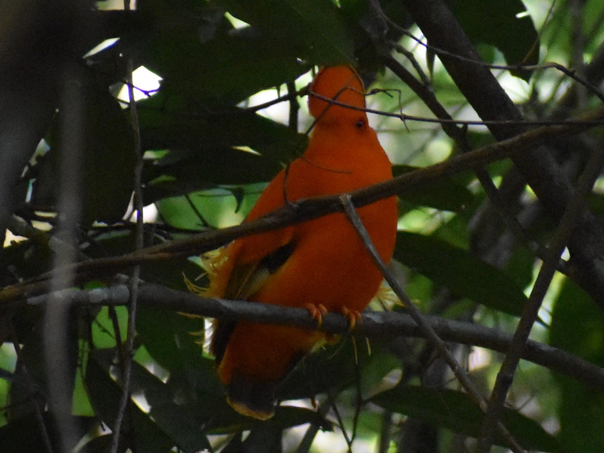 イワドリ - ML647368137