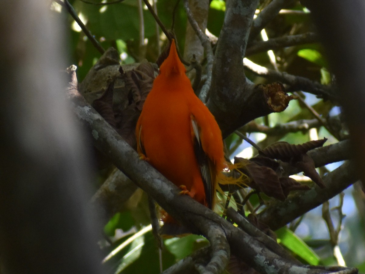 イワドリ - ML647368138