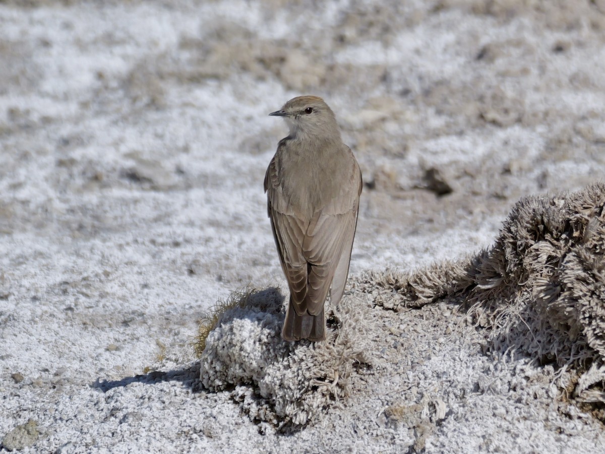 White-fronted Ground-Tyrant - ML647368143