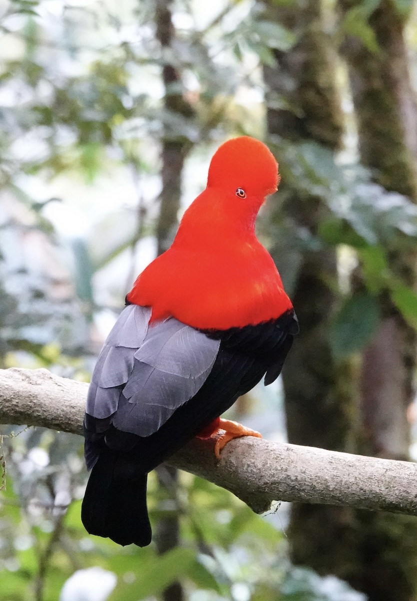 Coq-de-roche péruvien - ML647368144