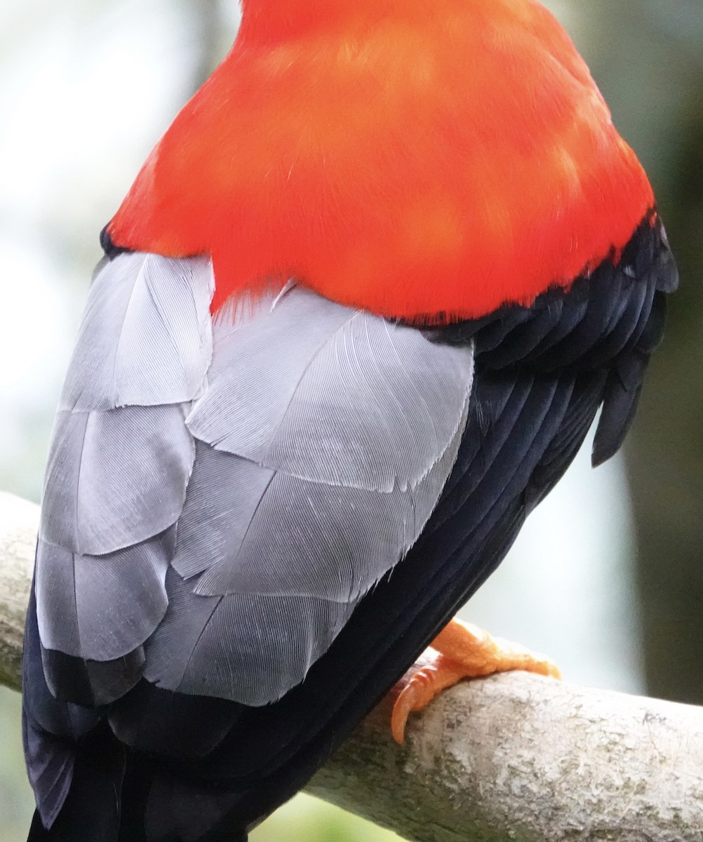 Coq-de-roche péruvien - ML647368145