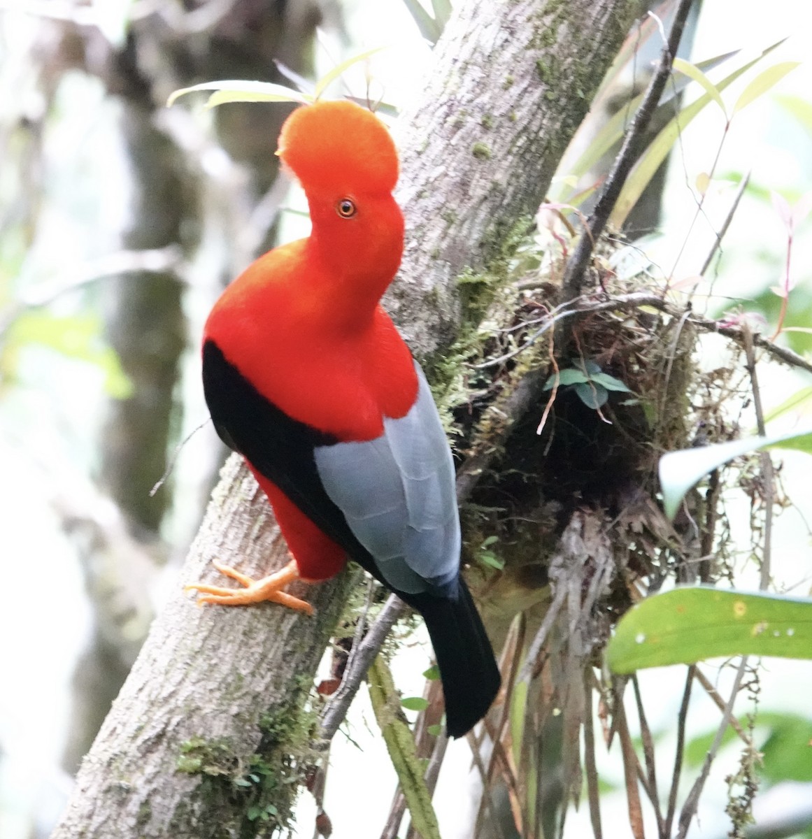 Coq-de-roche péruvien - ML647368146